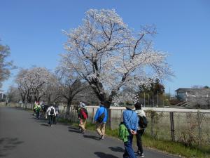 松山第二小学校サクラ
