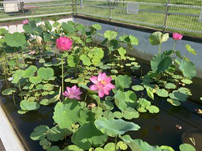 蓮池全体の開花状況